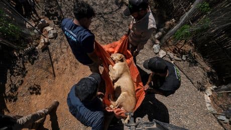 AP PHOTOS: Tigers, jaguars and elephants are the latest to flee Mexico’s cartel violence
