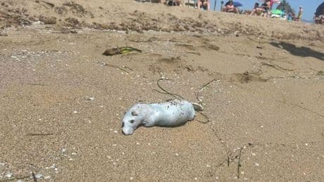 Horror in Spain seaside city as dozens of dead rats appear on beach