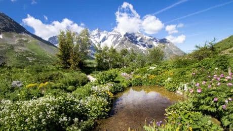 Au col du Lautaret, un jardin au sommet