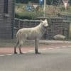 Politie schiet ontsnapte wolfshond dood bij snelweg in Limburg