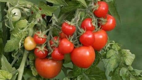 Tomaten und Kaffeesatz: Was Sie beim Düngen beachten sollten