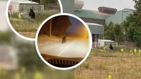 Un oso de 150 kilos anda suelto por Reinosa