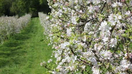 Llega la floración de los manzanos: varios pueblos asturianos se tiñen de blanco y rosa