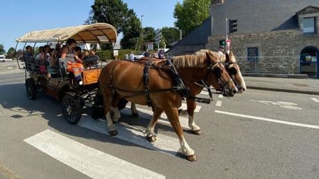 Morbihan: une pétition pour demander la fin du recours aux chevaux par une commune au nom du bien-être animal