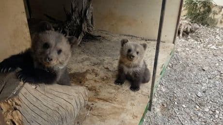 Dos osos descubiertos comiéndose la miel en la fuga de un parque de animales del Reino Unido