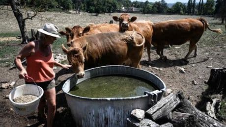 Canicule : dans le Sud-Ouest, la vive inquiétude des agriculteurs