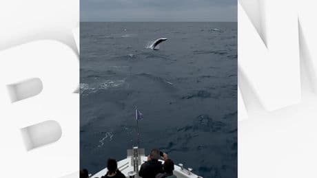 Var: une baleine de Minke aperçue au large de Bandol, une observation rarissime