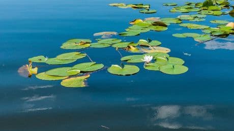 Mythen im Check - Wie gefährlich ist der Badesee?