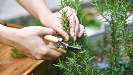 Gartentipp: So wächst Rosmarin kräftig und aromatisch