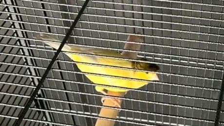 Wie geht es eigentlich Ringo, dem EM-Vogel der Nationalspieler?