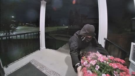 Brazen thief steals flowers from porch in Edmonton