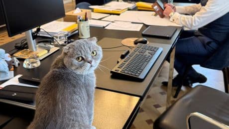 Downing Street 10 heeft Larry the Cat, sinds kort heeft het kantoor van de Belgische premier kater Maximus