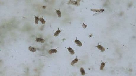 Das Oropouche-Virus breitet sich in Lateinamerika aus