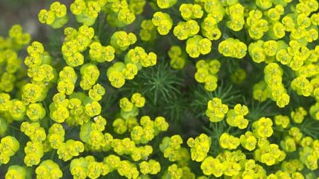Wolfsmilch (Euphorbia): Wie giftig ist die beliebte Staude?