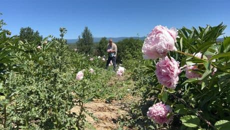 La Brillane: les magasins font le plein de pivoines avant la fête des mères ce dimanche