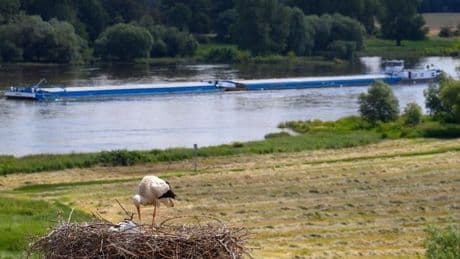 Natur: Lüddemann: Elbe ist als Bundeswasserstraße tot