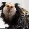 Monkey addicted to marshmallows rescued from pet trade