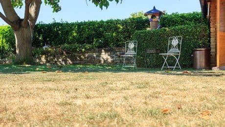 'I was a royal gardener - here's how to look after your garden during a heatwave