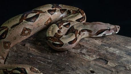 Pet python suffocated girl, 2, and tried to eat her as she slept in her cot