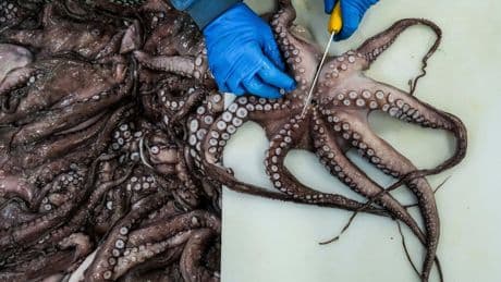 As octopuses dwindle in Spanish waters, suppliers look to imports and farming despite concerns