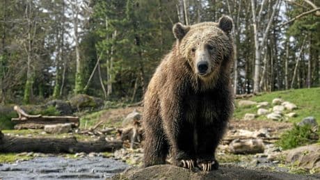 Comment le Canada éloigne les grizzlis des leaders du G7