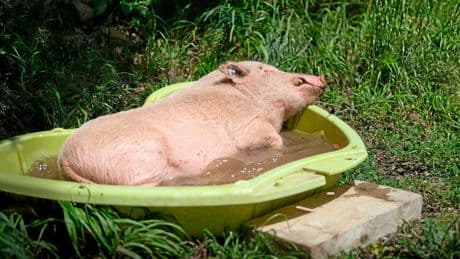 Après le labo, le Graal, la retraite bien méritée des animaux cobayes