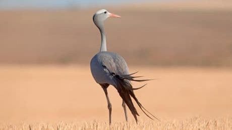 Protéas, grues, poissons : les espèces emblématiques de l’Afrique du Sud menacées