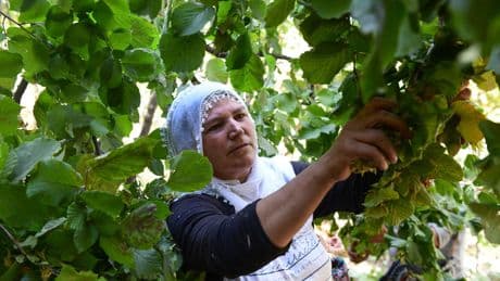 La pénurie de noisettes turques alerte le marché mondial