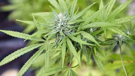 Drogen aus dem Automaten: Frau soll Marihuana in Automatenkiosk verkauft haben