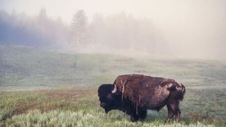 Unfettered Capitalism Nearly Wiped Out America’s Wild Animals Once. It Just May Again