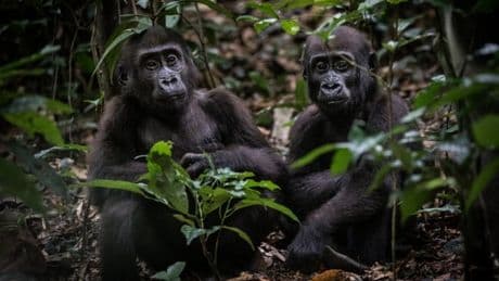 I trekked Earth’s second-largest rainforest to meet one of our closest ancestors