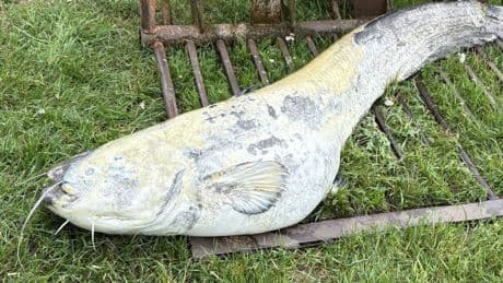 Dümmer See in Niedersachsen: Drei riesige Welse in Badesee angespült