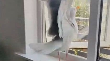 Moment Scots woman caught seagull sneaking into flat to steal packet of nuts