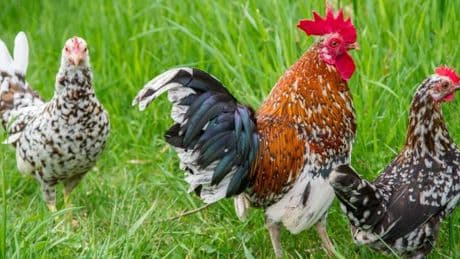 Ein Huhn namens Selenskyj