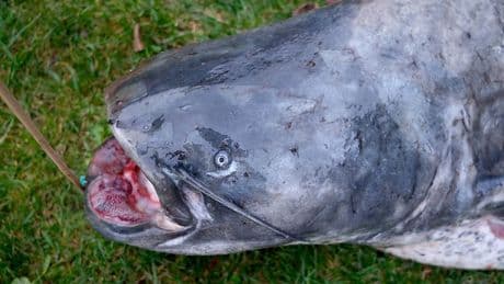 Tschechien: Angler zieht riesigen Wels aus Badesee