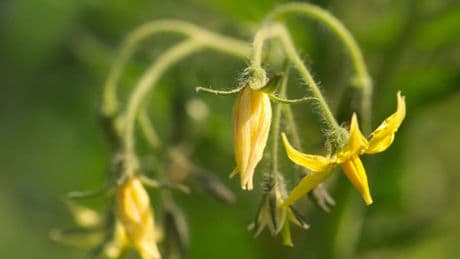UK Gardeners Advised To Shake This Plant For Bumper Fruit Yield