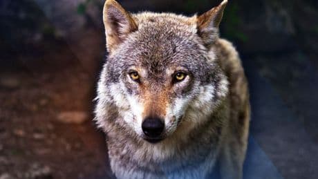 Wolf neemt zomerpauze: aantal aanvallen op schapen daalt flink