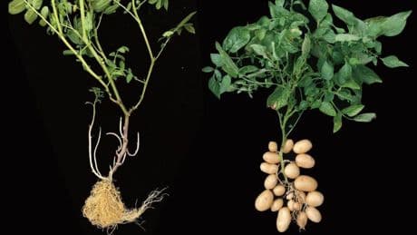 Descubren que la patata actual evolucionó a partir de una planta de tomate hace 9 M de años