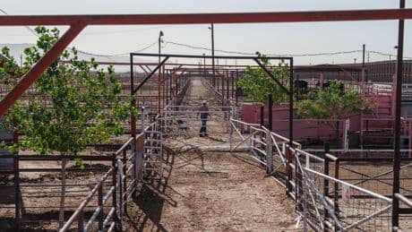 A flesh-eating parasite is at our borders. What happens if it spreads?