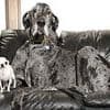 World's tallest and shortest dogs meet...and get on like a house on fire (despite a 3ft height difference!)