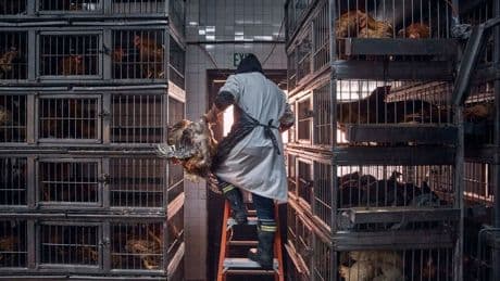DOGE embarrasses Trump again with accidental bird flu expert firings