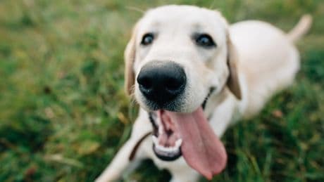 ¿Cuánto sabes realmente de tu perro? Doce curiosidades que te van a sorprender