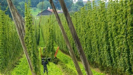 Landwirtschaft: Morsche Hopfenstange bricht - Arbeiter stirbt