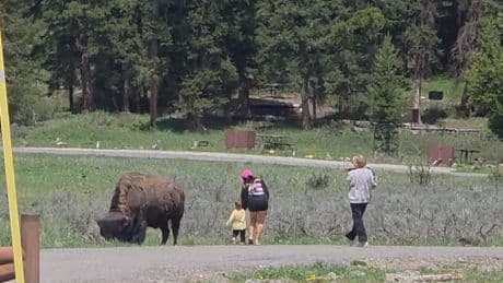 ‘Touron’ sparks outrage after walking toddler up to wild bison inside Yellowstone National Park: ‘I was shocked’