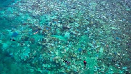 En Australie, les écosystèmes marins affectés comme jamais par le réchauffement climatique