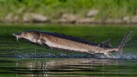 Leaping sturgeon provide a show for nature lovers on Maine rivers