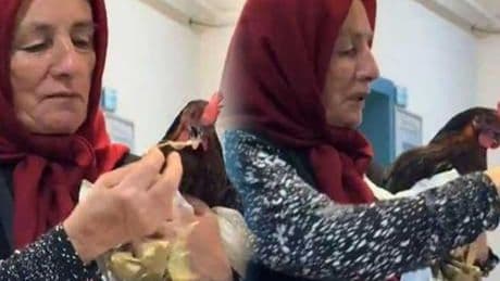 Giresun'da fıkra gibi olay! Tavuk hastanede ameliyat edildi: 'Röntgen çektirirseniz iyi olur dediler, ben de getirdim'