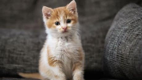 „Ich habe Katzen getötet, um meine Triebe zu mäßigen“ – Teenager zu Haftstrafe verurteilt