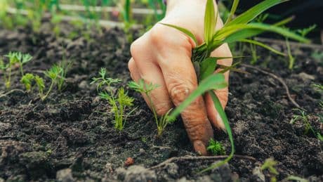 Im Garten: Mit der Ein-Drittel-Regel ist Schluss mit Unkraut