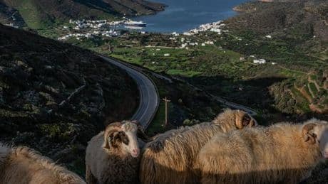 En Grèce, une fraude massive aux aides agricoles européennes vire au scandale politique
